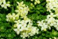 Galium magellense